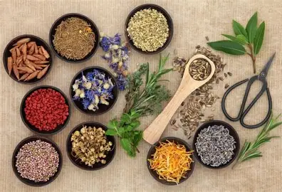 Naturopathy: dried herbs, seeds and botanicals for natural healing